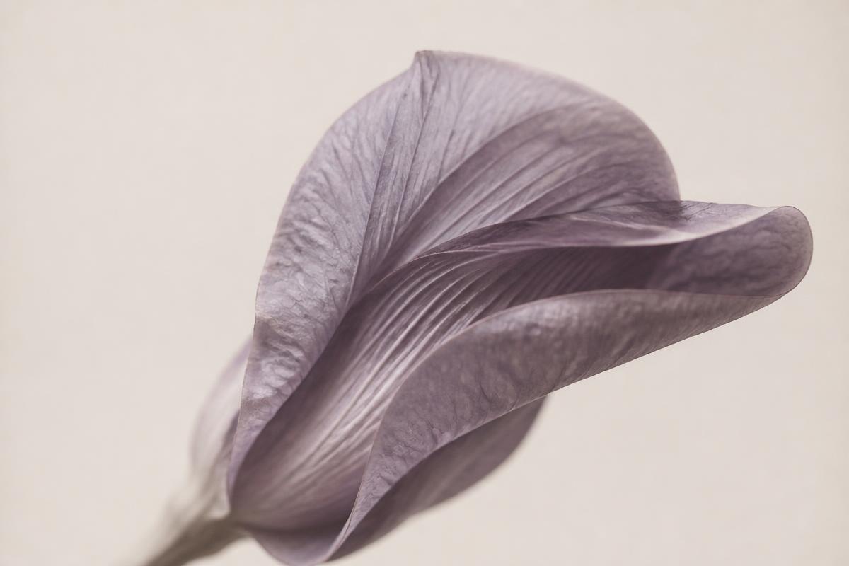Soft macro photograph of a pale petal unfurling in warm light