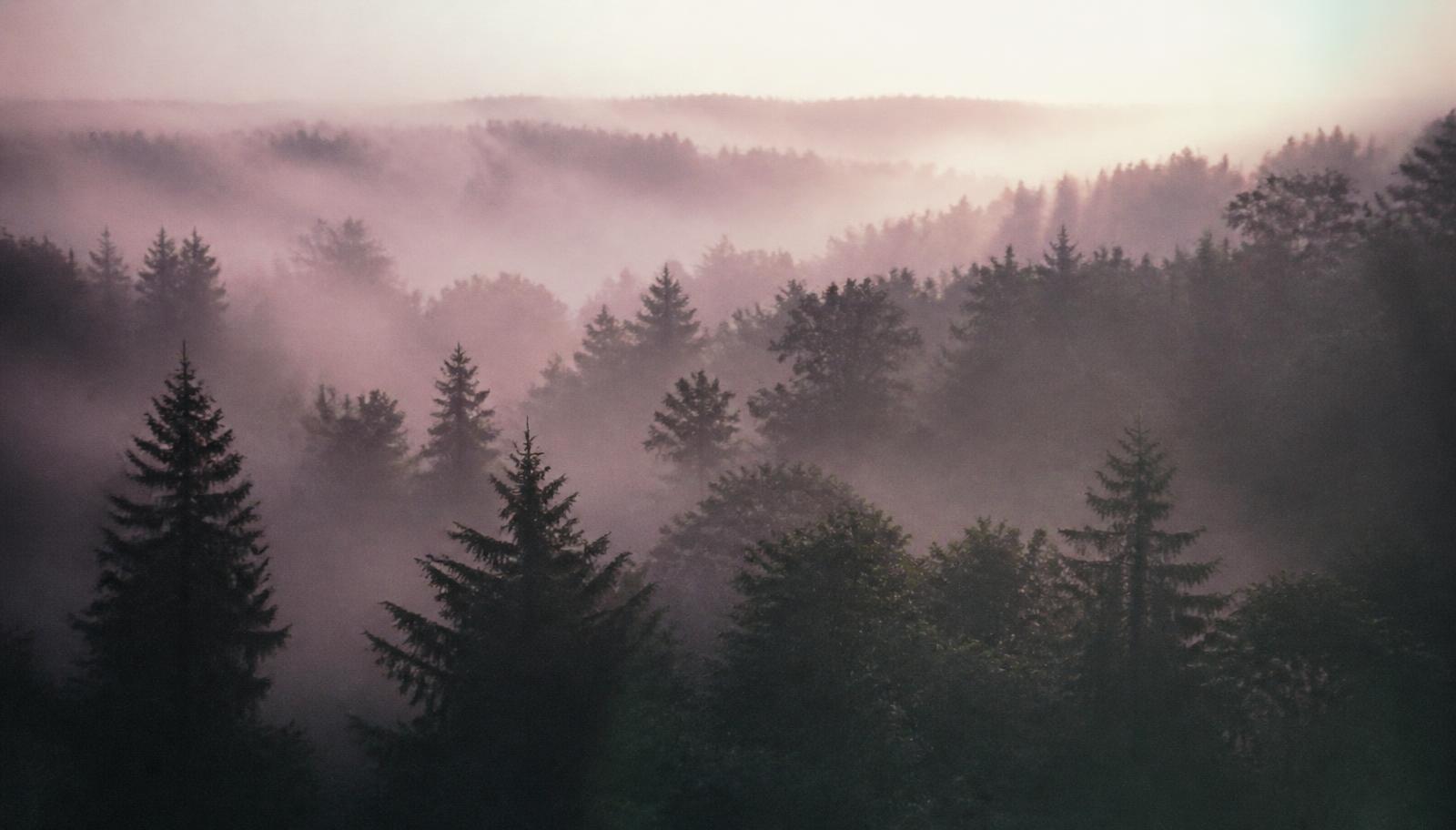 Soft mist drifting between trees at first light